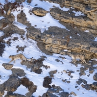 irbis - Panthera uncia