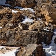 irbis - Panthera uncia