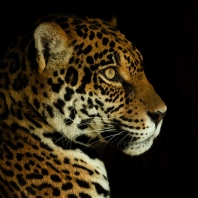 jaguár - Panthera onca