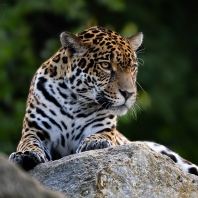 jaguár - Panthera onca