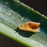 jantarka obecná - Succinea putris