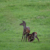 jelen evropský - Cervus elaphus