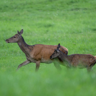 jelen evropský - Cervus elaphus