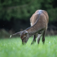 jelen evropský - Cervus elaphus