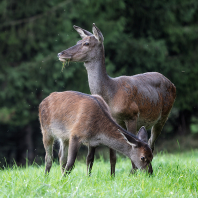 jelen evropský - Cervus elaphus