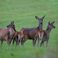 jelen evropský - Cervus elaphus