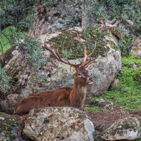 jelen iberský - Cervus elaphus hispanicus