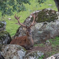 jelen iberský - Cervus elaphus hispanicus