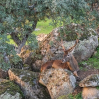 jelen iberský - Cervus elaphus hispanicus