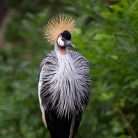 jeřáb královský - Balearica regulorum