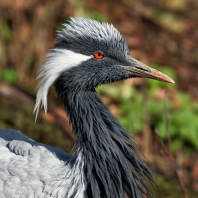 jeřábovití - Gruidae