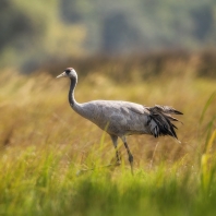 jeřáb popelavý - Grus grus