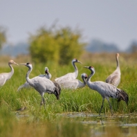 jeřáb popelavý - Grus grus