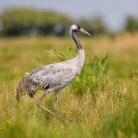 jeřáb popelavý - Grus grus