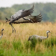 jeřáb popelavý - Grus grus