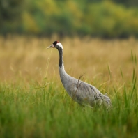 jeřáb popelavý - Grus grus