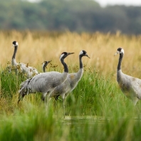 jeřáb popelavý - Grus grus