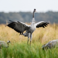 jeřáb popelavý - Grus grus