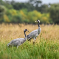 jeřáb popelavý - Grus grus