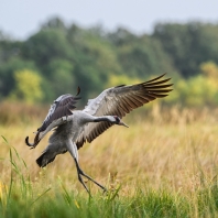 jeřáb popelavý - Grus grus