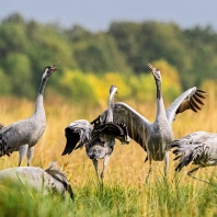 jeřáb popelavý - Grus grus