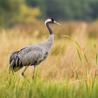 jeřáb popelavý - Grus grus