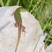 ještěrka zelená - Lacerta viridis