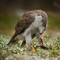jestřáb lesní - Accipiter gentilis