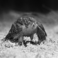 jestřáb lesní - Accipiter gentilis