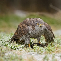jestřáb lesní - Accipiter gentilis