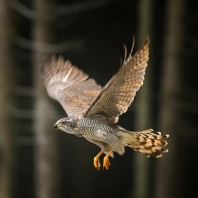 jestřáb lesní - Accipiter gentilis