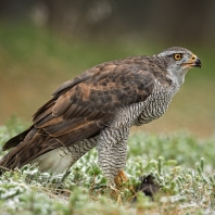 jestřáb lesní - Accipiter gentilis