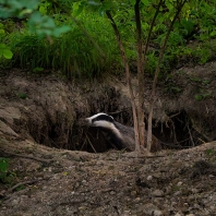 jezevec lesní - Meles meles