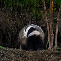 jezevec lesní - Meles meles