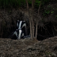 jezevec lesní - Meles meles