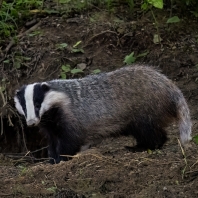 jezevec lesní - Meles meles