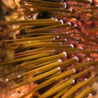 ježovka dlouhoostná - Paracentrotus lividus