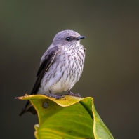 jiřička madagaskarská - Phedina borbonica