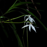 Jumellea punctata