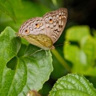 Junonia atlites