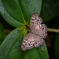 Junonia atlites