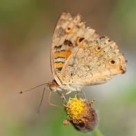 Junonia orithya