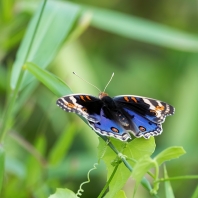 Junonia orithya