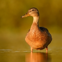 kachna divoká - Anas platyrhynchos