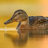 kachna divoká - Anas platyrhynchos