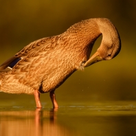 kachna divoká - Anas platyrhynchos