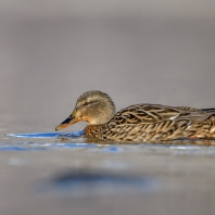 kachnovití - Anatidae