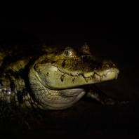 kajman brýlový - Caiman crocodilus