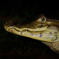 kajman brýlový - Caiman crocodilus