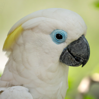 kakadu brýlový - Cacatua ophthalmica